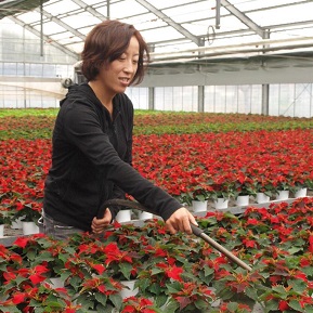 クリスマスに飾りたい！ホリデーシーズンを彩る花とリース 青山