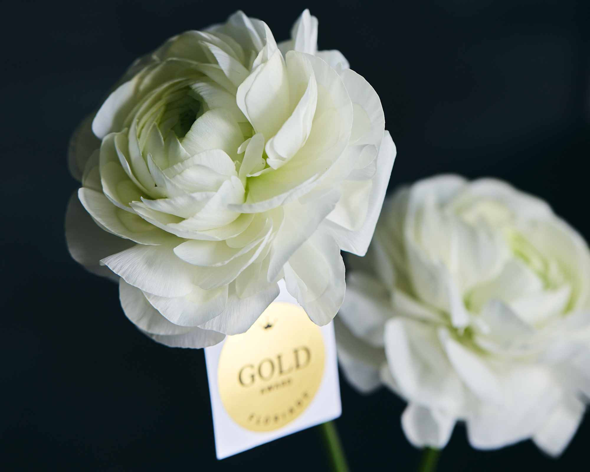 ラナンキュラス「綿帽子」