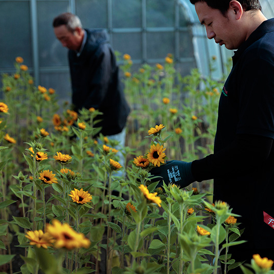 花 フラワーギフトなら青山フラワーマーケット 生産者レポート 生産者レポート 茎が締まって上向きに咲くヒマワリ ヤマキ花卉園 千葉県 青山フラワーマーケット公式 花屋 花 花束 フラワーギフト 通販