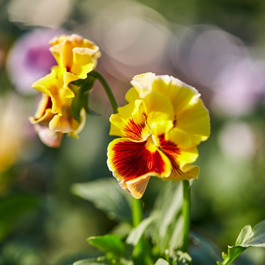 みやび花園 群馬県生産者レポート 花 フラワーギフトなら青山フラワーマーケット 青山フラワーマーケット公式 花屋 花 花束 フラワーギフト 通販