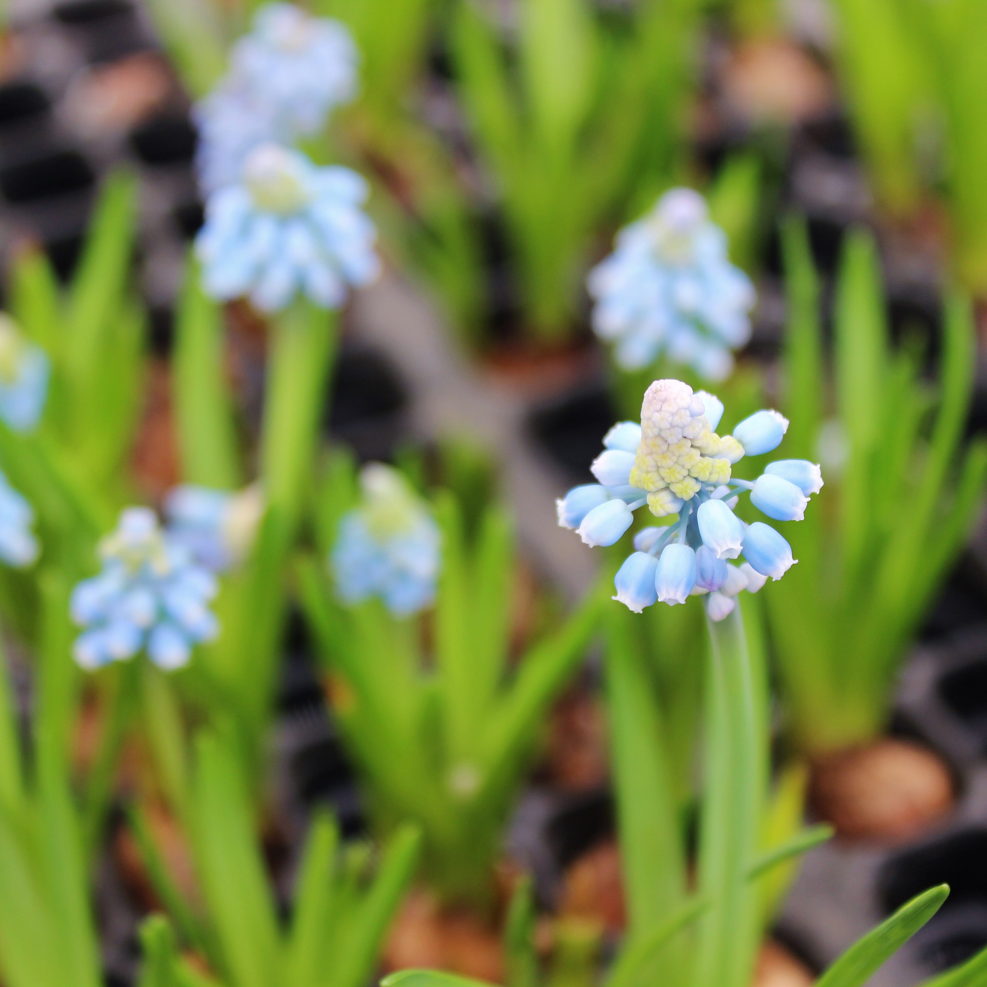 ユナイテッドフラワーファーム 神奈川県生産者レポート 花 フラワーギフトなら青山フラワーマーケット 青山フラワーマーケット公式 花屋 花 花束 フラワーギフト 通販