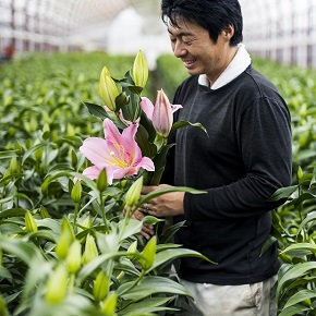 Ja 津南町ユリ切花組合 新潟県 花 フラワーギフトなら青山フラワーマーケット 青山フラワーマーケット公式 花屋 花 花束 フラワーギフト 通販