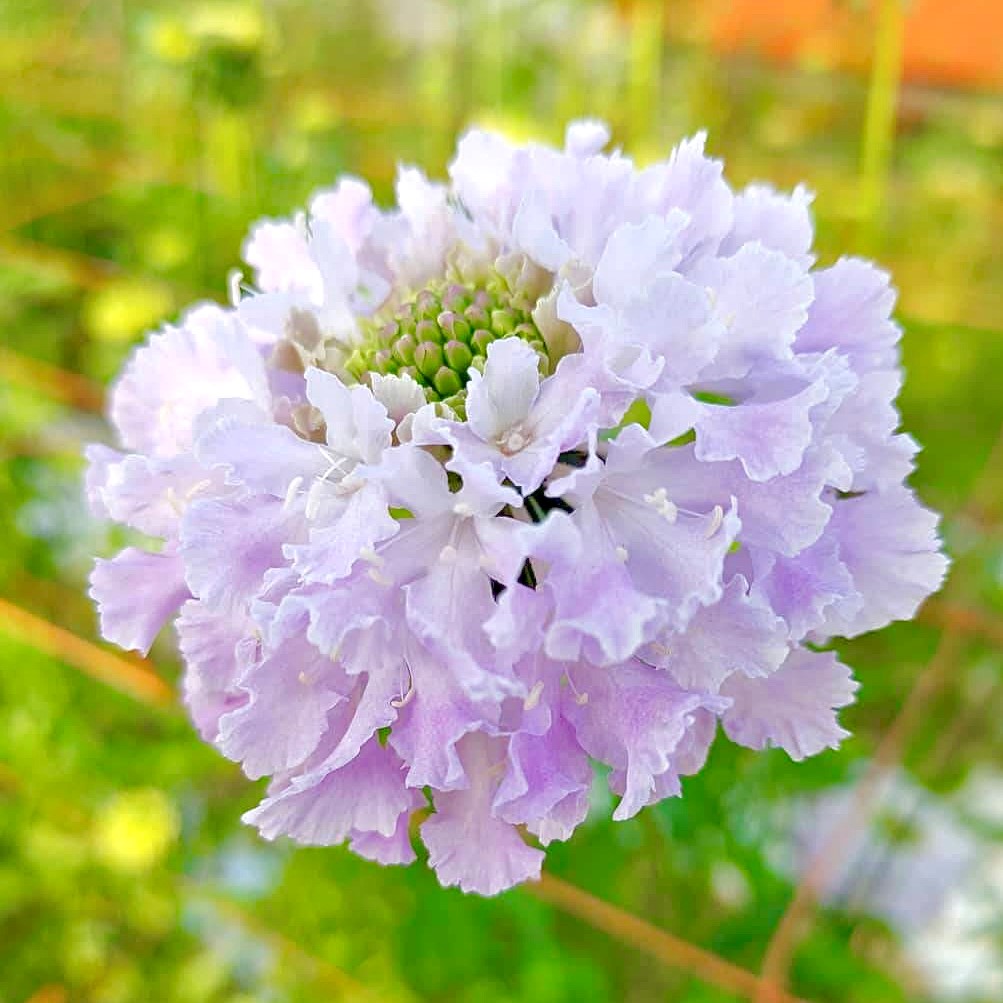フワラーガーデン寺尾 長崎県生産者レポート 花 フラワーギフトなら青山フラワーマーケット 青山フラワーマーケット公式 花屋 花 花束 フラワーギフト 通販 フワラーガーデン寺尾 長崎県生産者レポート 花 フラワーギフトなら青山フラワーマーケット 青山フラワーマーケット公式 花屋 花 花束 フラワーギフト 通販