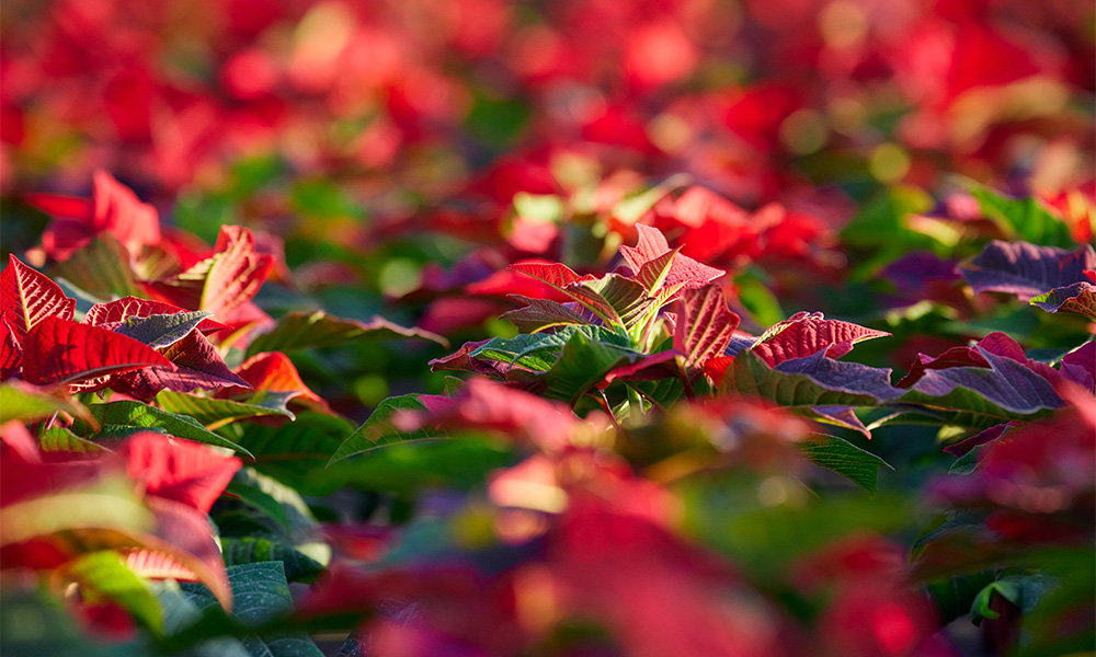 クリスマスを彩る花 ポインセチア | 青山フラワーマーケット｜花束