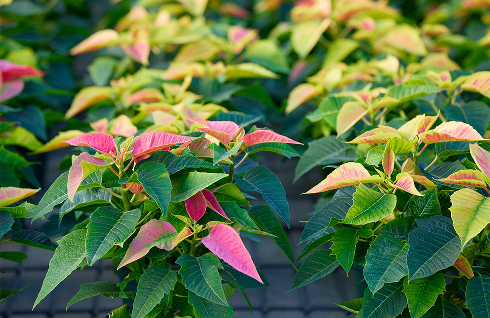 クリスマスを彩る花 ポインセチア | 青山フラワーマーケット｜花束