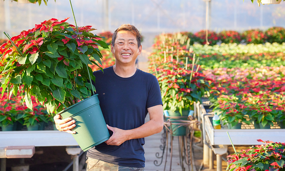 クリスマスを彩る花 ポインセチア | 青山フラワーマーケット｜花束