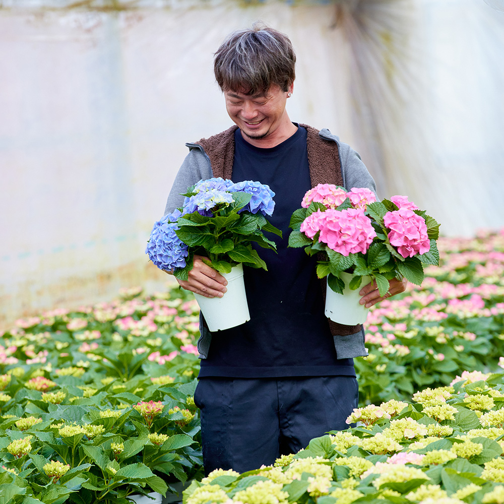 きたのじゅんこ　小径の花／大地の青い星　112/265　2枚セット アジサイの日本有数の生産地、愛知県・渥美半島を訪ねました | 青山