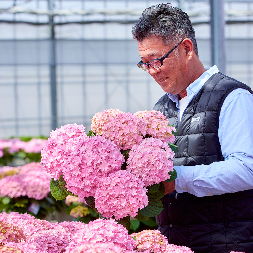 アジサイの日本有数の生産地、愛知県・渥美半島を訪ねました | 青山