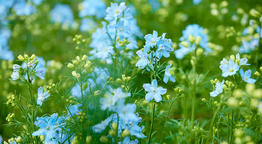 光触媒 人工観葉植物 紫陽花とデルフィニウム 花でみんなを笑顔に」日光の広大な大地から届ける、デルフィニウム
