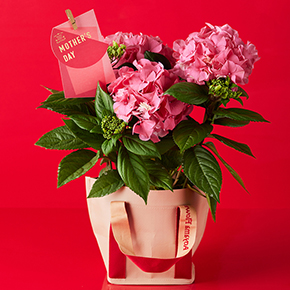 花 フラワーギフトなら青山フラワーマーケット コラム 母の日に贈りたい 育てて楽しむ 花鉢 青山フラワーマーケット公式 花屋 花 花束 フラワーギフト 通販