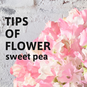 TIPS OF FLOWER sweetpea