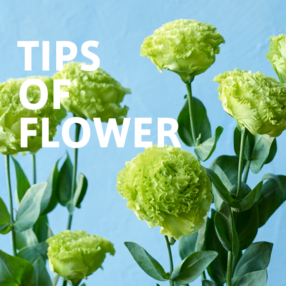 TIPS OF FLOWER Lisianthus