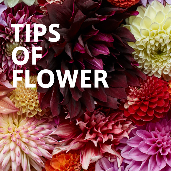 TIPS OF FLOWER Mum｜マム｜青山フラワーマーケット | 青山フラワー