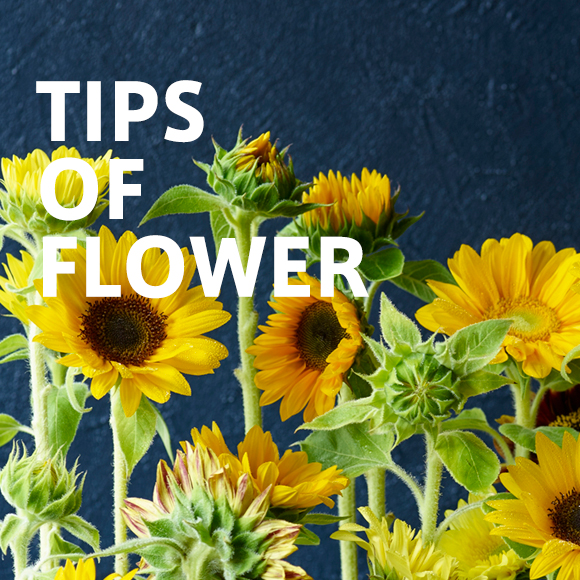 TIPS OF FLOWER Sunflower