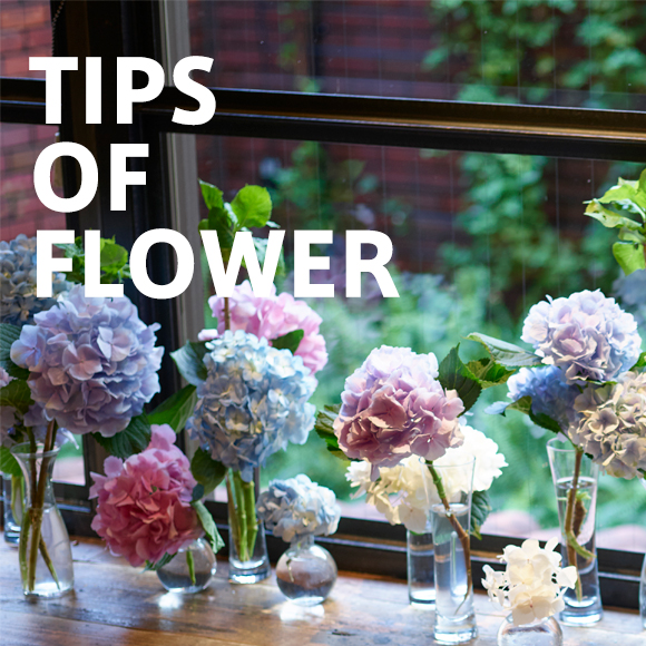 TIPS OF FLOWER Hydrangea