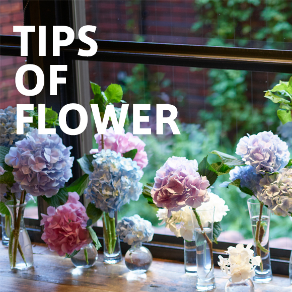 TIPS OF FLOWER ajisai｜｜青山フラワーマーケット | 青山フラワー