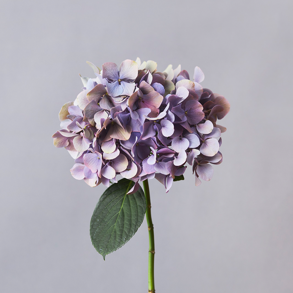 季節を愉しむ 秋の花図鑑 花 フラワーギフトなら青山フラワーマーケット 青山フラワーマーケット公式 花屋 花 花束 フラワーギフト 通販