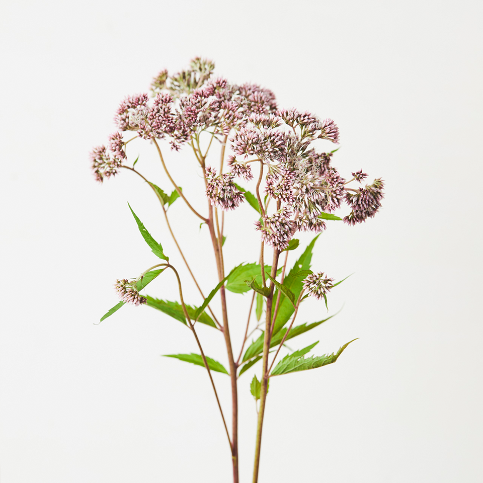 季節を愉しむ 秋の花図鑑 花 フラワーギフトなら青山フラワーマーケット 青山フラワーマーケット公式 花屋 花 花束 フラワーギフト 通販