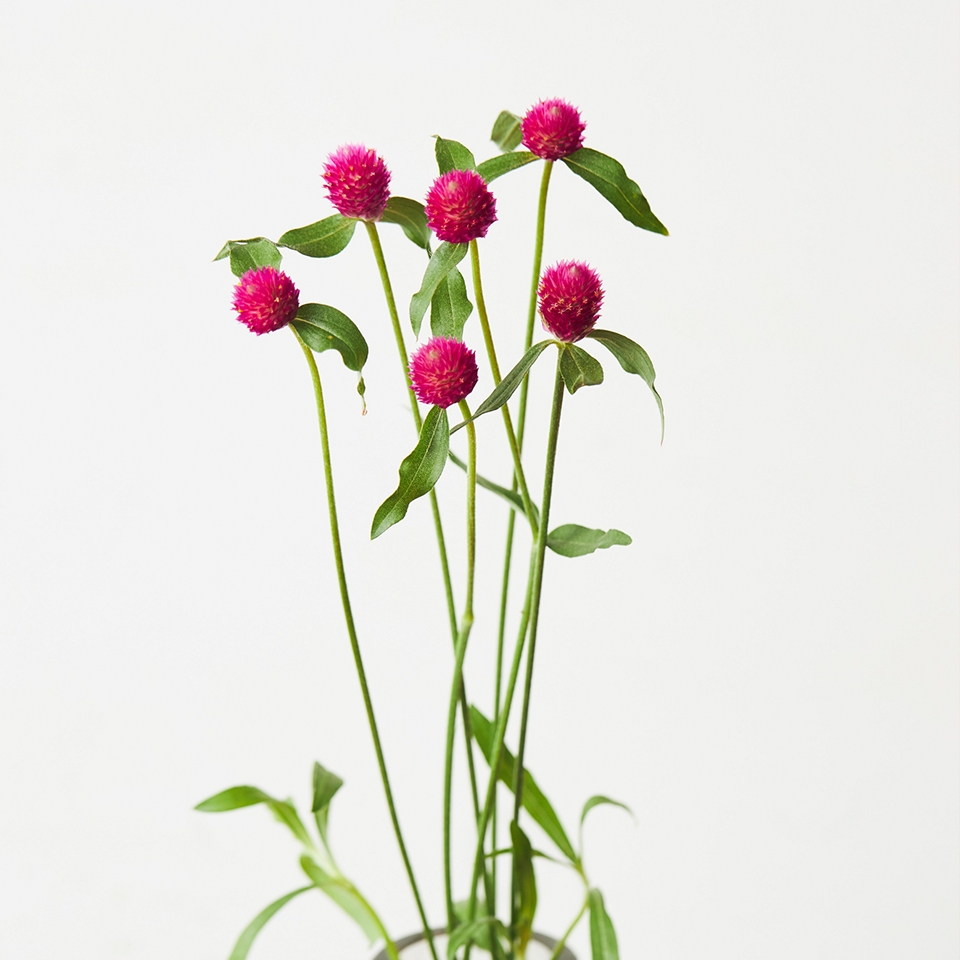 季節を愉しむ 秋の花図鑑 花 フラワーギフトなら青山フラワーマーケット 青山フラワーマーケット公式 花屋 花 花束 フラワーギフト 通販