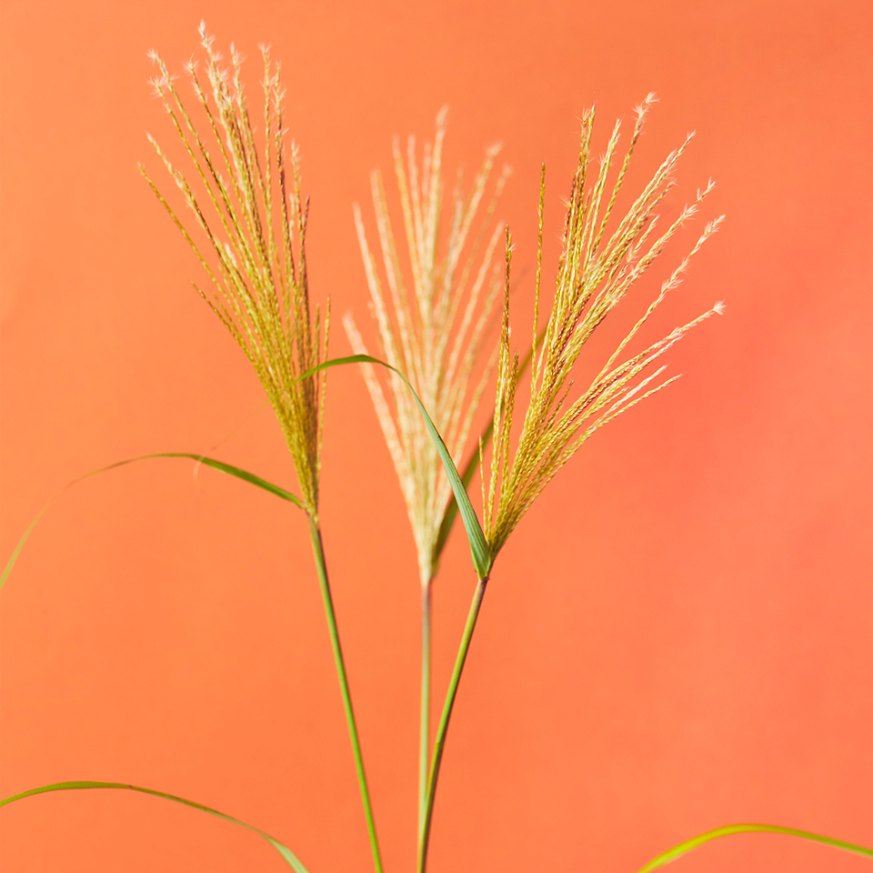 季節を愉しむ 秋の花図鑑 花 フラワーギフトなら青山フラワーマーケット 青山フラワーマーケット公式 花屋 花 花束 フラワーギフト 通販