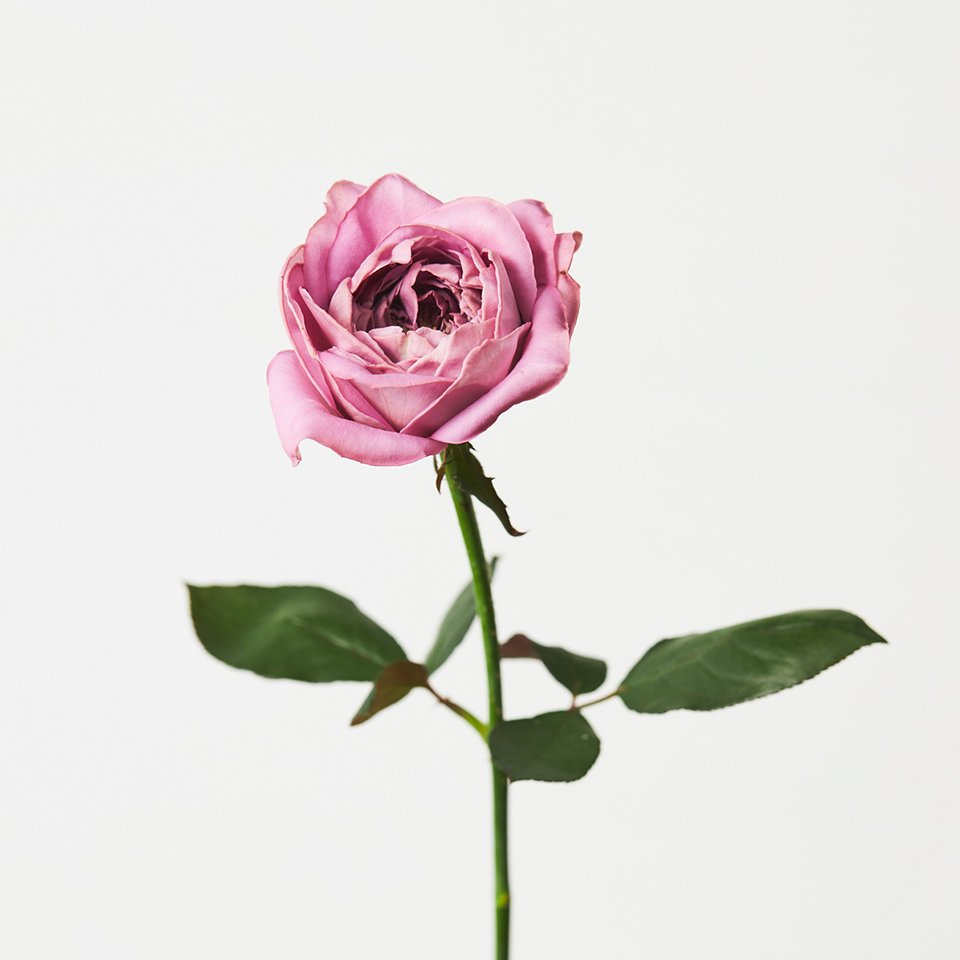 季節を愉しむ 秋の花図鑑 花 フラワーギフトなら青山フラワーマーケット 青山フラワーマーケット公式 花屋 花 花束 フラワーギフト 通販