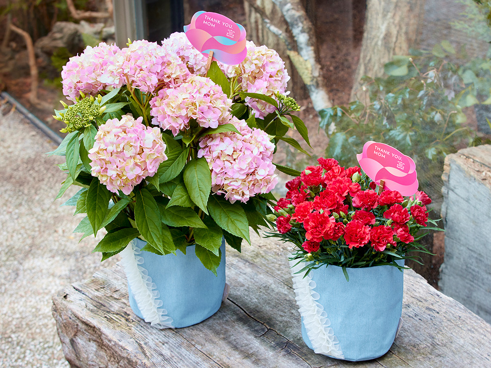 母の日に贈りたいフラワーギフトコレクションが登場。青山フラワー