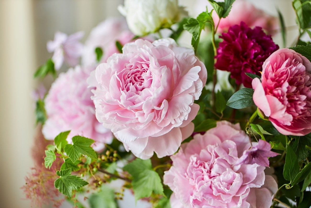 母の日に喜ばれること請け合い プレゼントにぴったりな旬の花をバイヤーがレコメンド 青山フラワーマーケット 青山フラワーマーケット公式 花屋 花 花束 フラワーギフト 通販