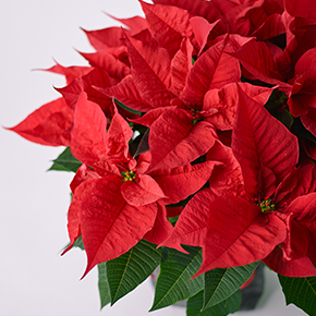 クリスマスの花といえば？ポインセチアやバラの飾り方も解説」｜青山