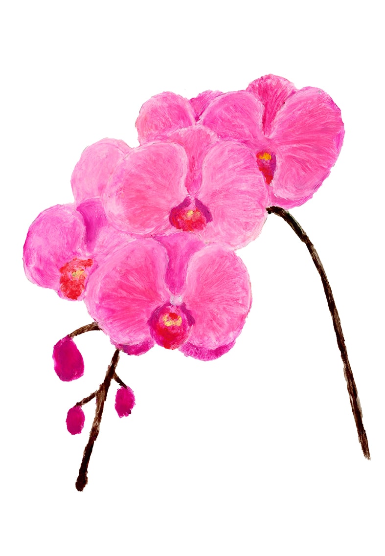 季節を愉しむ お正月に飾りたい10種の花 青山フラワーマーケット 青山フラワーマーケット公式 花屋 花 花束 フラワーギフト 通販