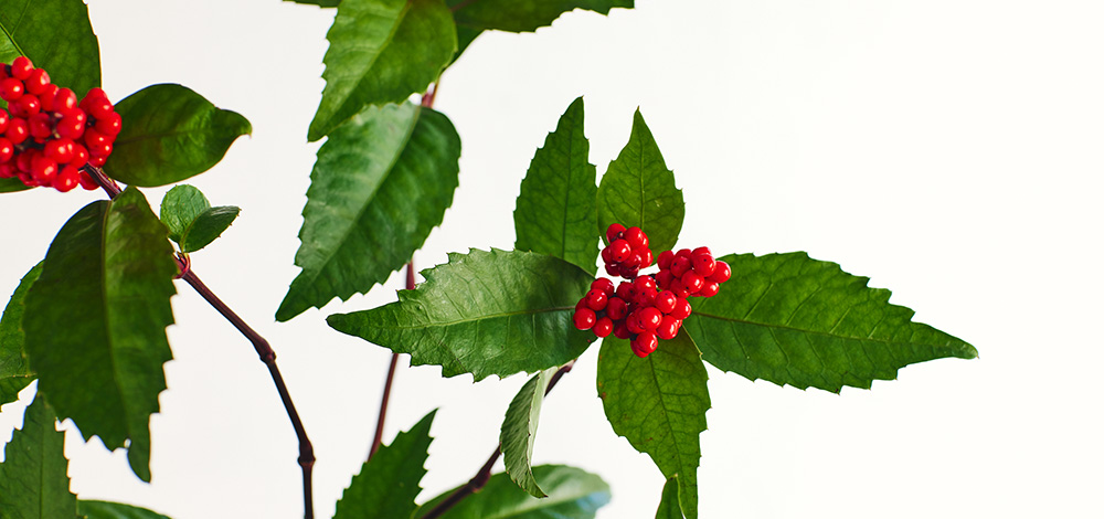 花・フラワーギフトなら青山フラワーマーケット | コラム-花が少ない冬