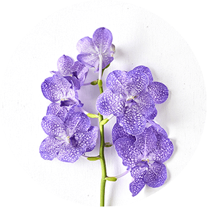 夏の花特集 ラン 青山フラワーマーケット公式 花屋 花 花束 フラワーギフト 通販 夏の花特集 ラン 青山フラワーマーケット公式 花屋 花 花束 フラワーギフト 通販