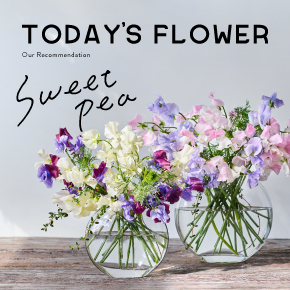 Monthly Flower 青山フラワーマーケット公式 花屋 花 花束 フラワーギフト 通販