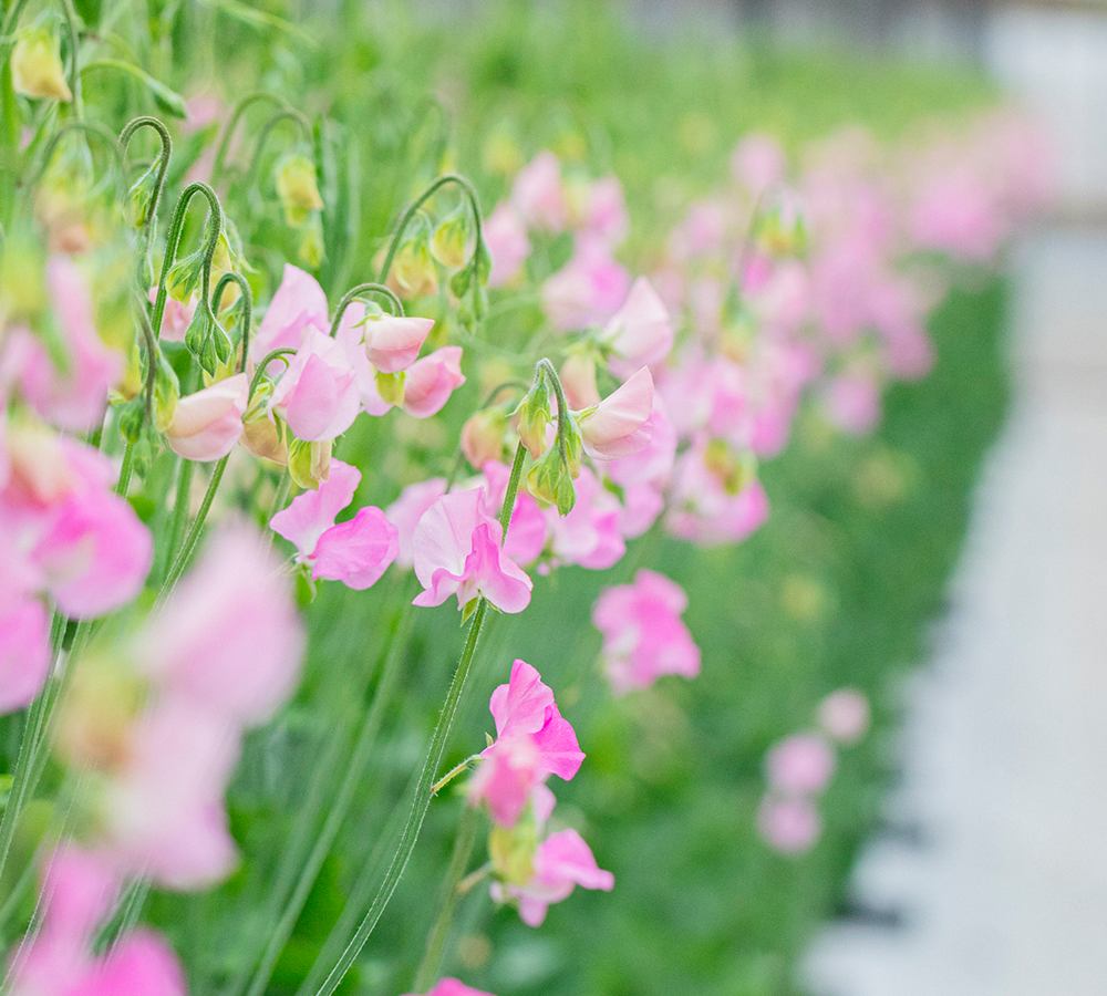 春の花特集「スイートピー」 | 青山フラワーマーケット｜花や緑
