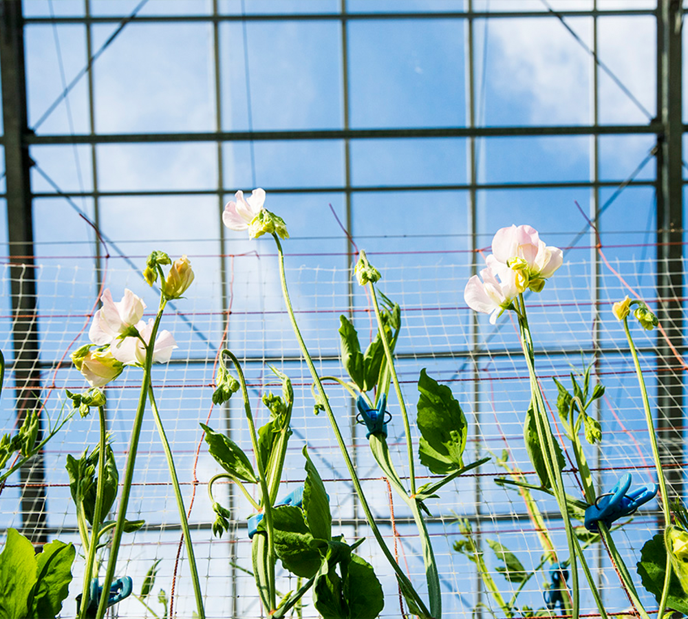 春の花特集 スイートピー 青山フラワーマーケット公式 花屋 花 花束 フラワーギフト 通販