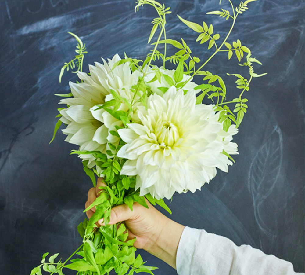 秋の花特集 ダリア 青山フラワーマーケット公式 花屋 花 花束 フラワーギフト 通販