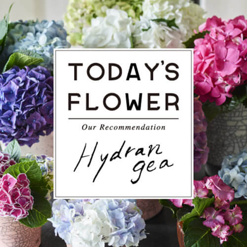 初夏の花特集「アジサイ」 | 青山フラワーマーケット｜花束・ギフトの