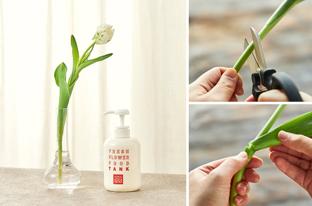 春の花特集「チューリップ」 | 青山フラワーマーケット｜花束・ギフト