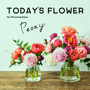 コラム Today S Flower ピオニー 花 フラワーギフトなら青山フラワーマーケット 青山フラワーマーケット公式 花屋 花 花束 フラワーギフト 通販