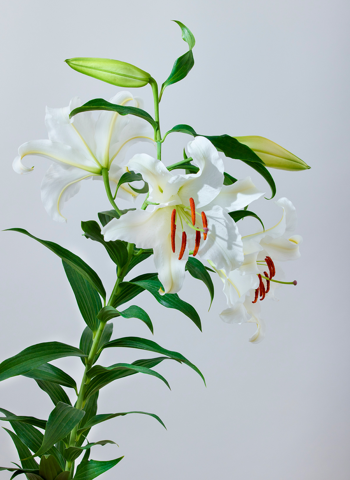 夏の花特集「ユリ」 | 青山フラワーマーケット｜花束・ギフトの