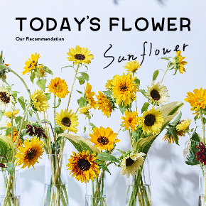 コラム Today S Flower ヒマワリ 花 フラワーギフトなら青山フラワーマーケット 青山フラワーマーケット公式 花屋 花 花束 フラワーギフト 通販