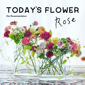 MONTHLY FLOWER | 青山フラワーマーケット｜花束・ギフトのオンライン