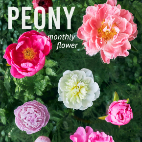 Monthly Flower シャクヤク 花 フラワーギフトなら青山フラワーマーケット 青山フラワーマーケット公式 花屋 花 花束 フラワー ギフト 通販