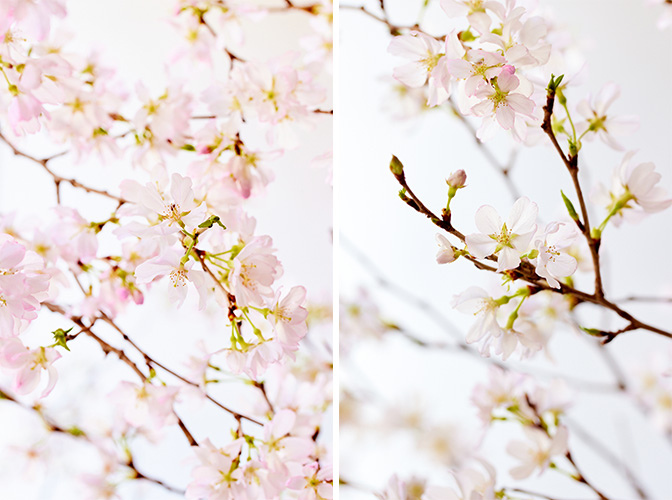 春の花特集「サクラ」 | 青山フラワーマーケット｜花束・ギフトの