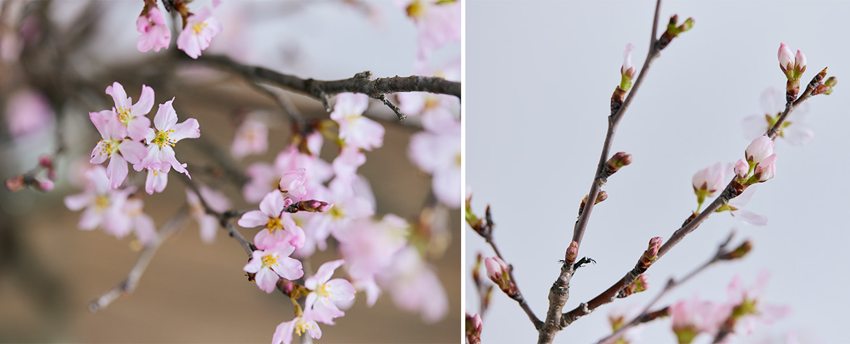 春の花特集「サクラ」 | 青山フラワーマーケット｜花束・ギフトの