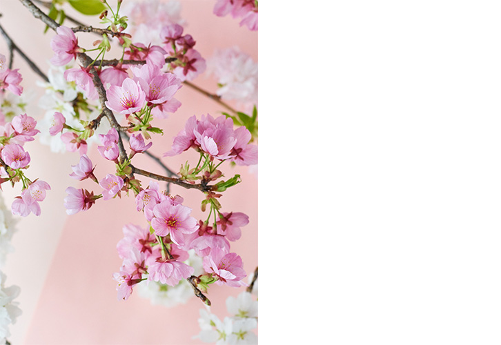 春の花特集「サクラ」 | 青山フラワーマーケット|花束・ギフトのオンラインショップ