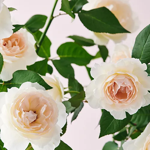 華やかでみずみずしいダマスクローズの香り Original Eau de toilette