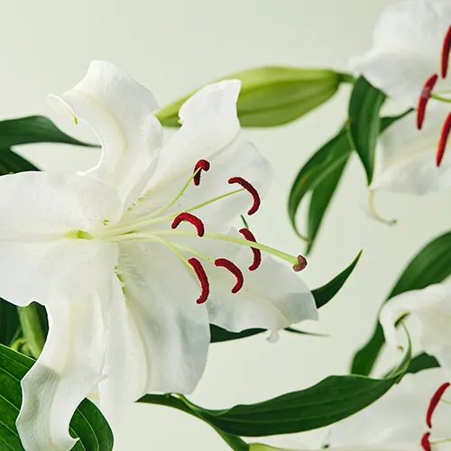 Coty Complice 女性用香水 フラワーキャップ 日本人好みの柔らかな香りで香水文化を広めたい - CAMPFIRE (キャンプ