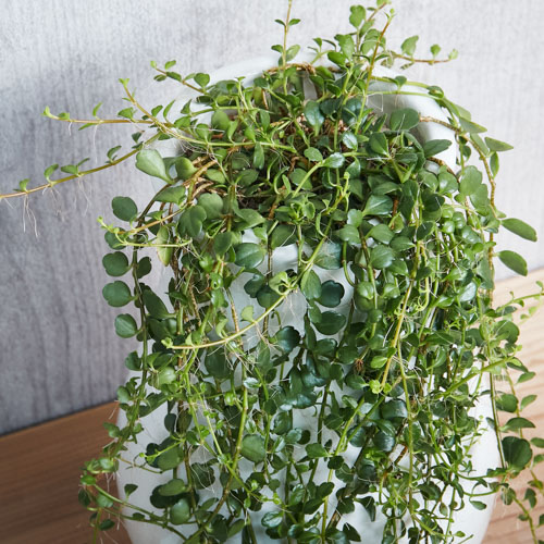 一点もの ピンクの花が咲くカランコエ フィフィ 青山フラワーマーケット公式 花屋 花 花束 フラワーギフト 通販