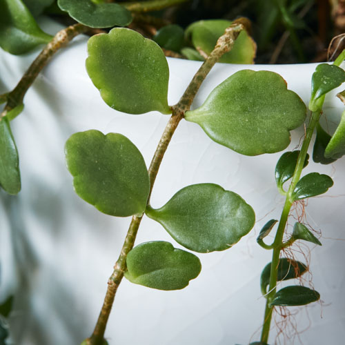 一点もの ピンクの花が咲くカランコエ フィフィ 青山フラワーマーケット公式 花屋 花 花束 フラワーギフト 通販