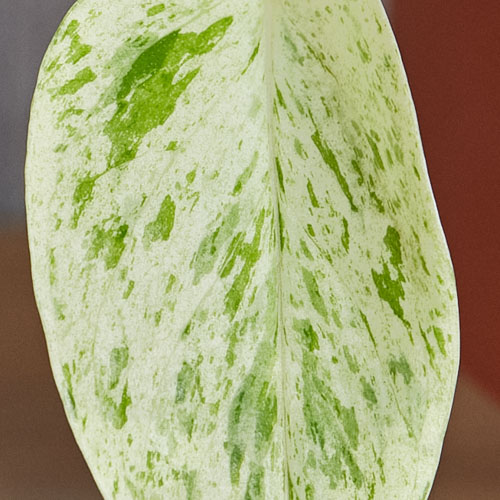 白い葉に緑の斑が入った希少なポトス・マーブルクイーン
